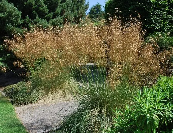 Stipa gigantea Pot P19 ** Stipe géante **