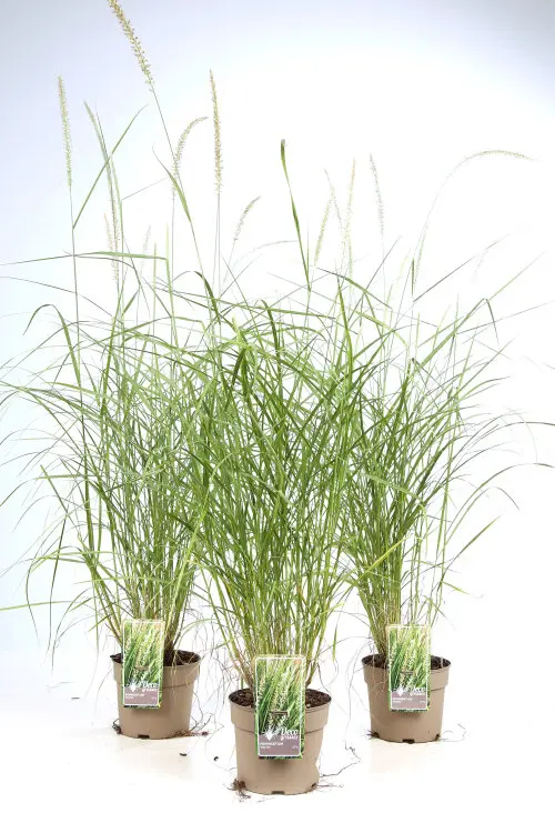 Pennisetum Fairy Tails C3litres