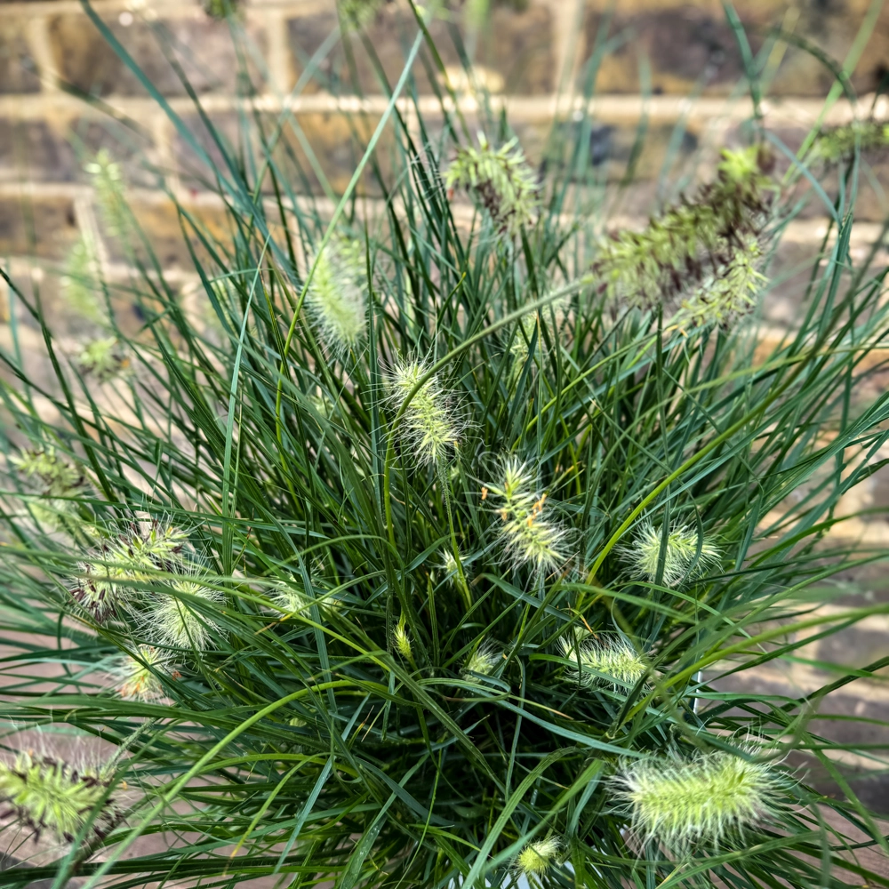 Pennisetum alopecuroides Little Bunny Pot C1.5