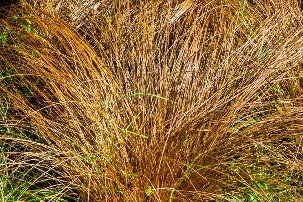 Carex comans Bronze Form Pot P17 cm ** Laîche **