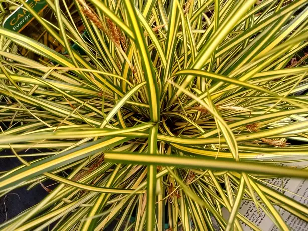 Carex oshimensis Eversheen Pot P17 - C2L ** Laîche **