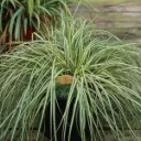 Carex oshimensis Eversheen Pot P17 - C2L ** Laîche **