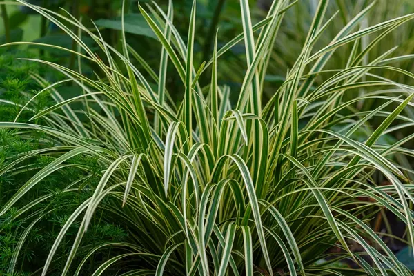 Carex oshimensis Evercream Pot P17 cm - C2Litres ** Laîche **