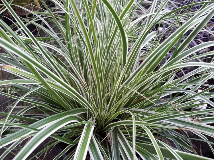 Carex oshimensis Everest Pot P17 cm - C2Litres
