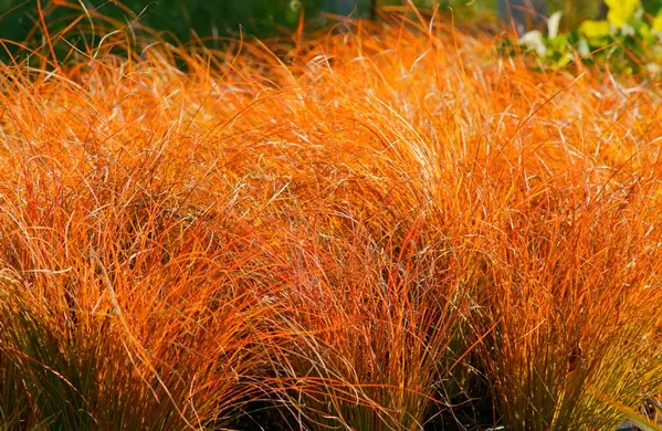 Carex testacea Prairie Fire Pot P17 cm ** Laîche **