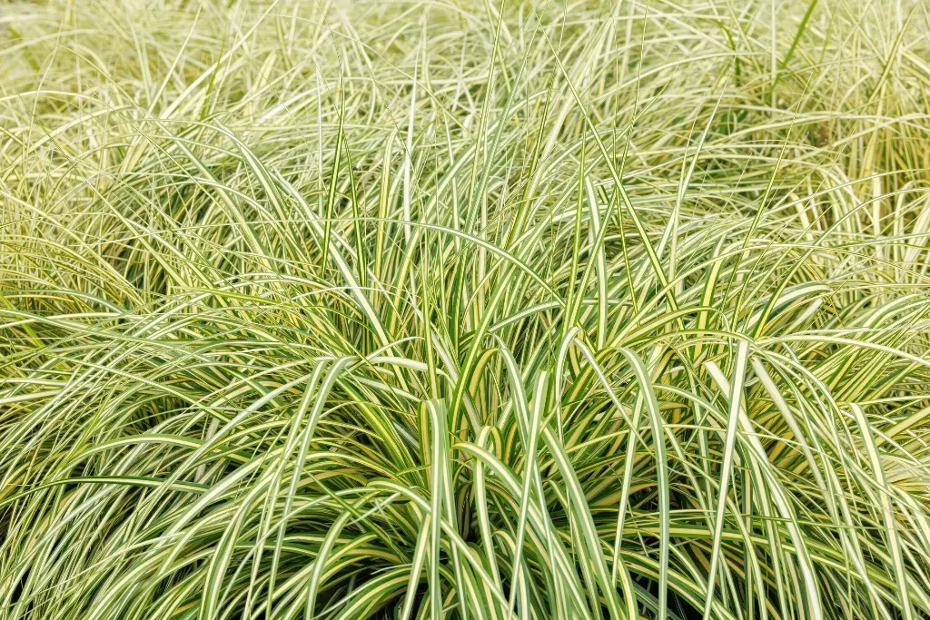 Carex oshimensis Everoro Pot P17 cm - C2L ** Laîche **