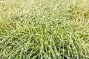 Carex oshimensis Everoro Pot P17 cm - C2L