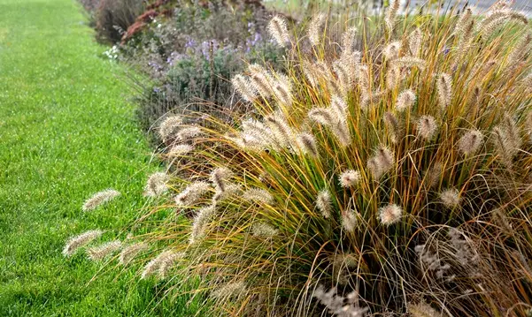 Pennisetum alopecuroides Hameln Pot P17 cm *** Remise importante à partir de 30 plantes ** Herbe aux écouvillons **