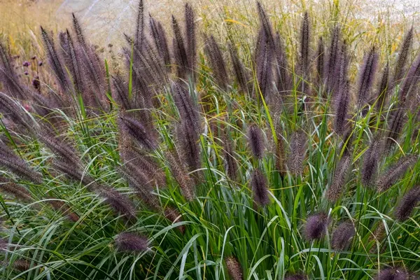 Pennisetum alopecuroides Black Beauty XXL Pot 29 cm ** Herbe aux écouvillons **