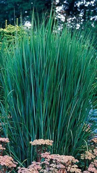 Panicum virgatum Northwind Pot C7.5 XL ** Panic érigé **