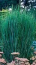 Panicum virgatum Northwind Pot C7.5 XL ** Panic érigé **
