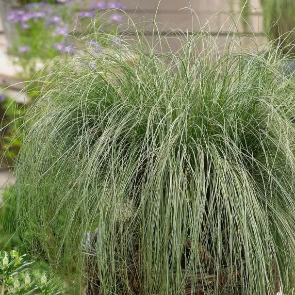 Carex comans Amazon Mist Pot P12 - C1.2L ** Laîche **