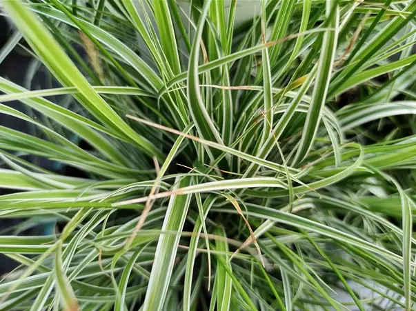 Carex oshimensis Everest C2 L ** Laîche **