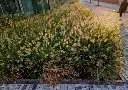 Pennisetum al. Hameln Pot P13-15 cm *** Remise importante à partir de 30 plantes ** Herbe aux écouvillons ** pen5