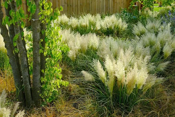 Cortaderia selloana Tiny Pampa Pot 3 Litres ** Herbe de la pampa **