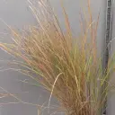 Stipa arundinacea Sirocco Pot C4