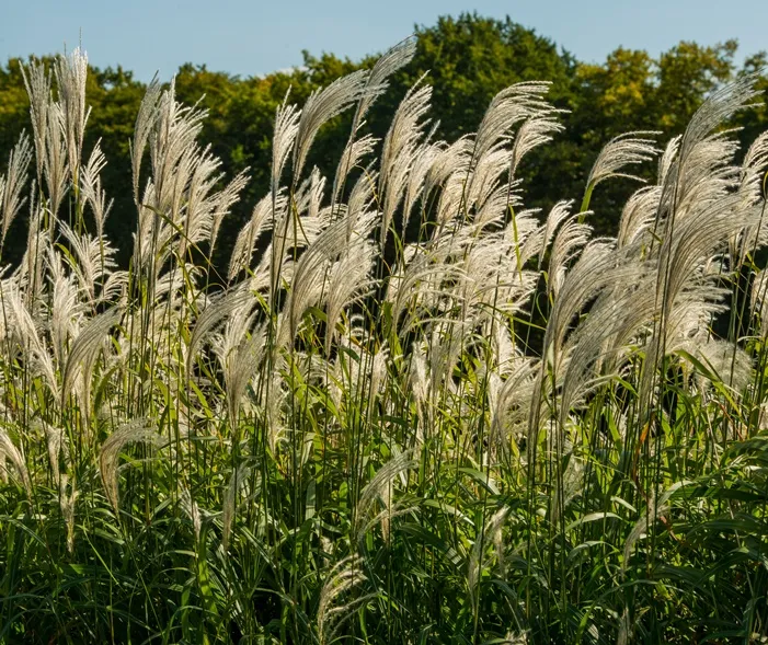 Miscanthus giganteus (floridilus) C3 - Roseau de Chine géant