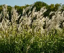 Miscanthus giganteus (floridilus) C3 - Roseau de Chine géant