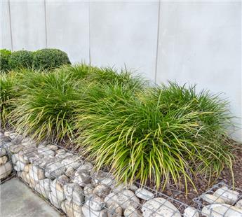 Carex morrowii Irish Green Pot P9 ** Remise importante à partir de 24 plantes. Laîche **