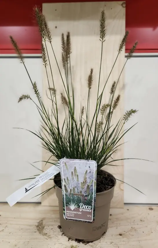 Pennisetum alopecuroides Little Bunny Pot P17 cm ** Herbe aux écouvillons **