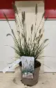 Pennisetum alopecuroides Little Bunny Pot P17 cm ** Herbe aux écouvillons **