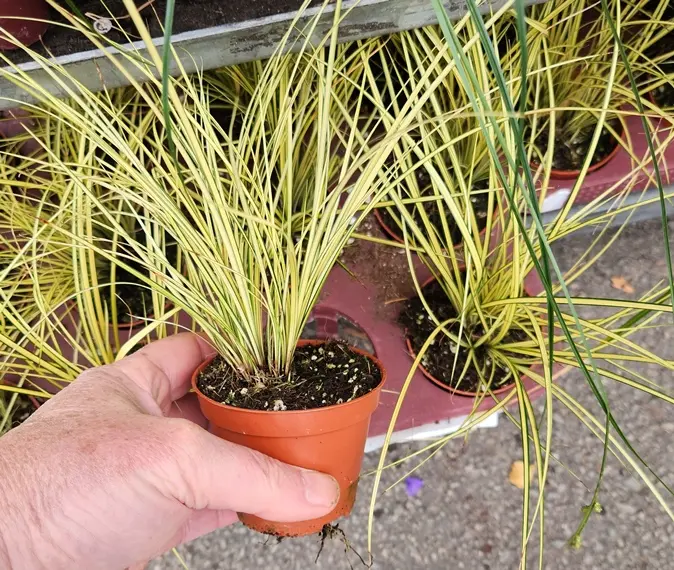 Carex brunnera Jennekee P8 