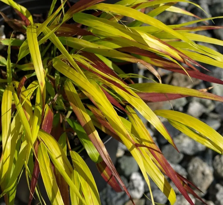 [134119] Hakonechloa macra Sunflare Pot P9 cm