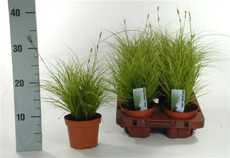 Carex brunnera Jubilo P10-12