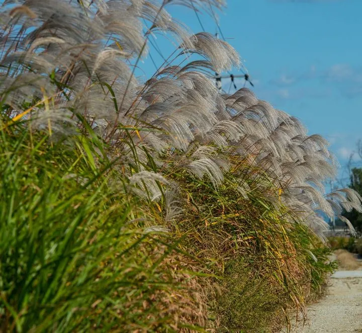 [107172] Miscanthus sinensis Graziella Pot P15