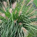Pennisetum alopecuroides Pot P15 ** Herbe aux écouvillons **