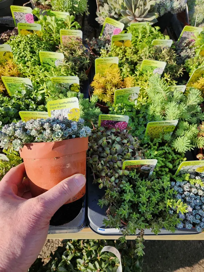 Sedum Mix variés Pot P10 cm