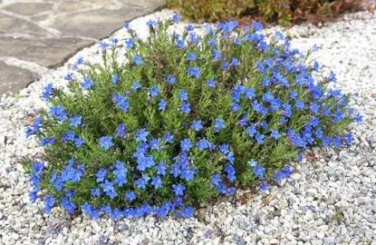 Lithodora Heavenly Blue Pot P14