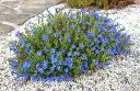 Lithodora Heavenly Blue Pot P14