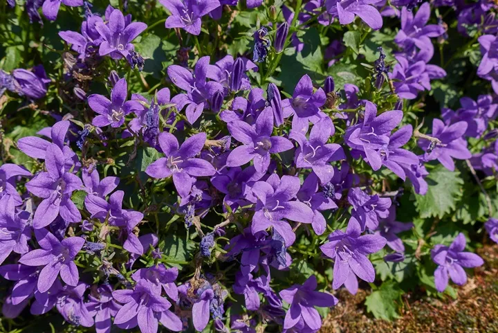 [125909] Campanula poscharskyana Blue River Pot C2L