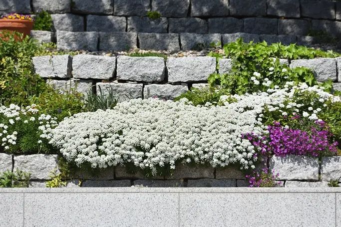 Iberis sempervirens Masterpiece® Pot P17