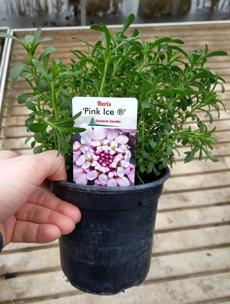 [126121] Iberis Pink Ice Pot P15