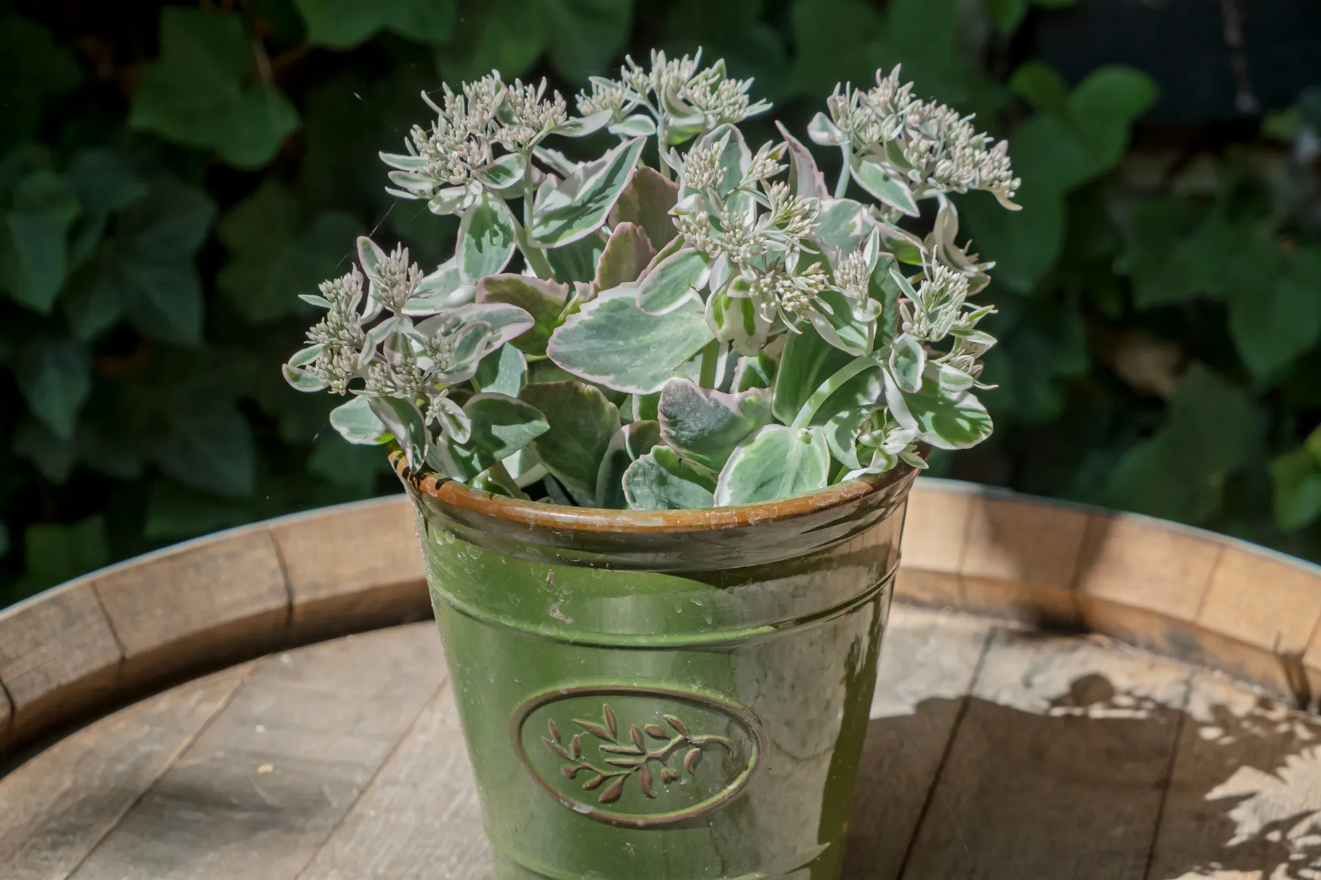 [130836] Sedum telephium La Vie En Rose Pot P13