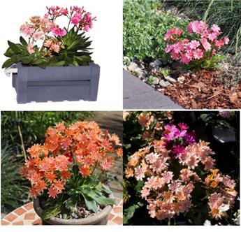 Lewisia Pot ** Vivace de rocaille **