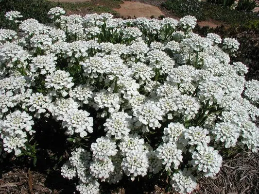 Iberis sempervirens Snow Cone Pot P13