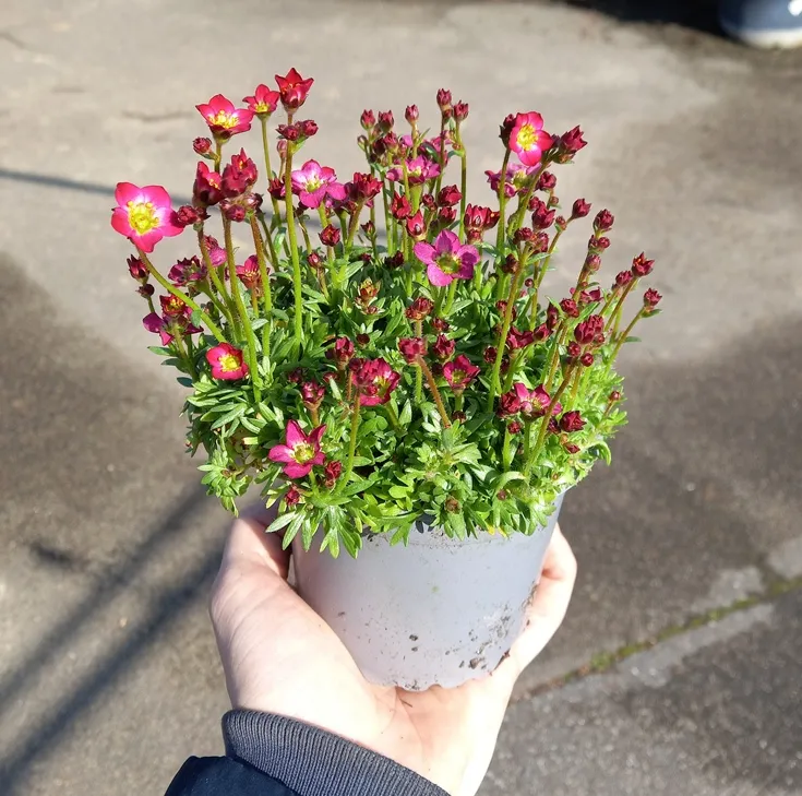Saxifraga arendsii P10 - Vivace