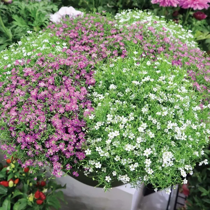 Gypsophylla muralis mix variés Pot 12 cm