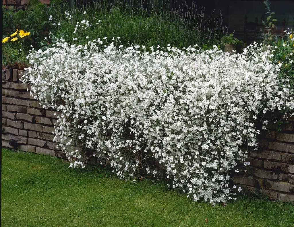 Cerastium tomentosum Silberteppich P9