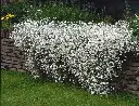 Cerastium tomentosum Silberteppich P9