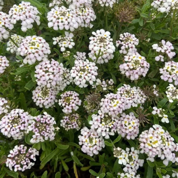 Iberis Lavender Frost P13