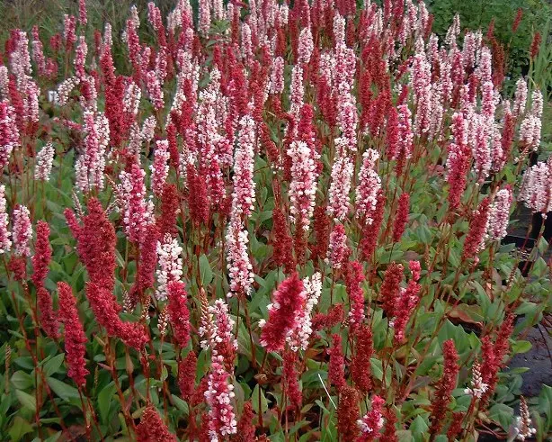 Persicaria affinis Superba Pot P9 ** Renouée de l'Himalaya