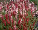 Persicaria affinis Superba Pot P9 ** Renouée de l'Himalaya