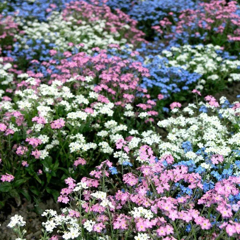 [129413] Myosotis variés Pot P10 - myo