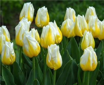 Tulipe Flaming Agrass * 10 pc cal.11/12