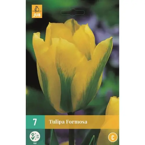 Tulipe Formosa * 7 pc cal.11/12