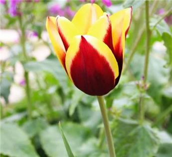 Tulipe Helmar * 7 pc cal.11/12